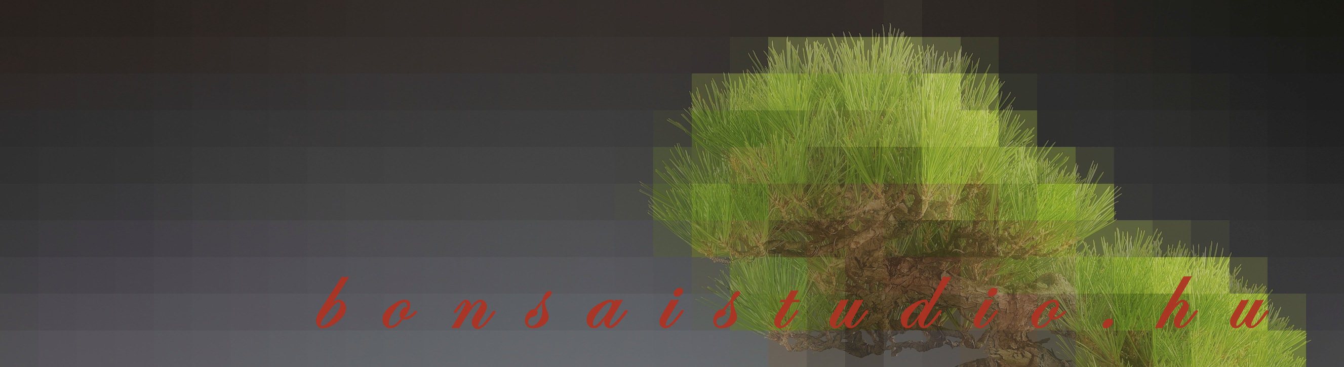 marczika, bunjin, pinus, bonsai, akadama, bonsai drot, bonsai wire, japan bonsai, erd, hungary pinus thunbergii bunjin literati stilusban marczika bonsai studio